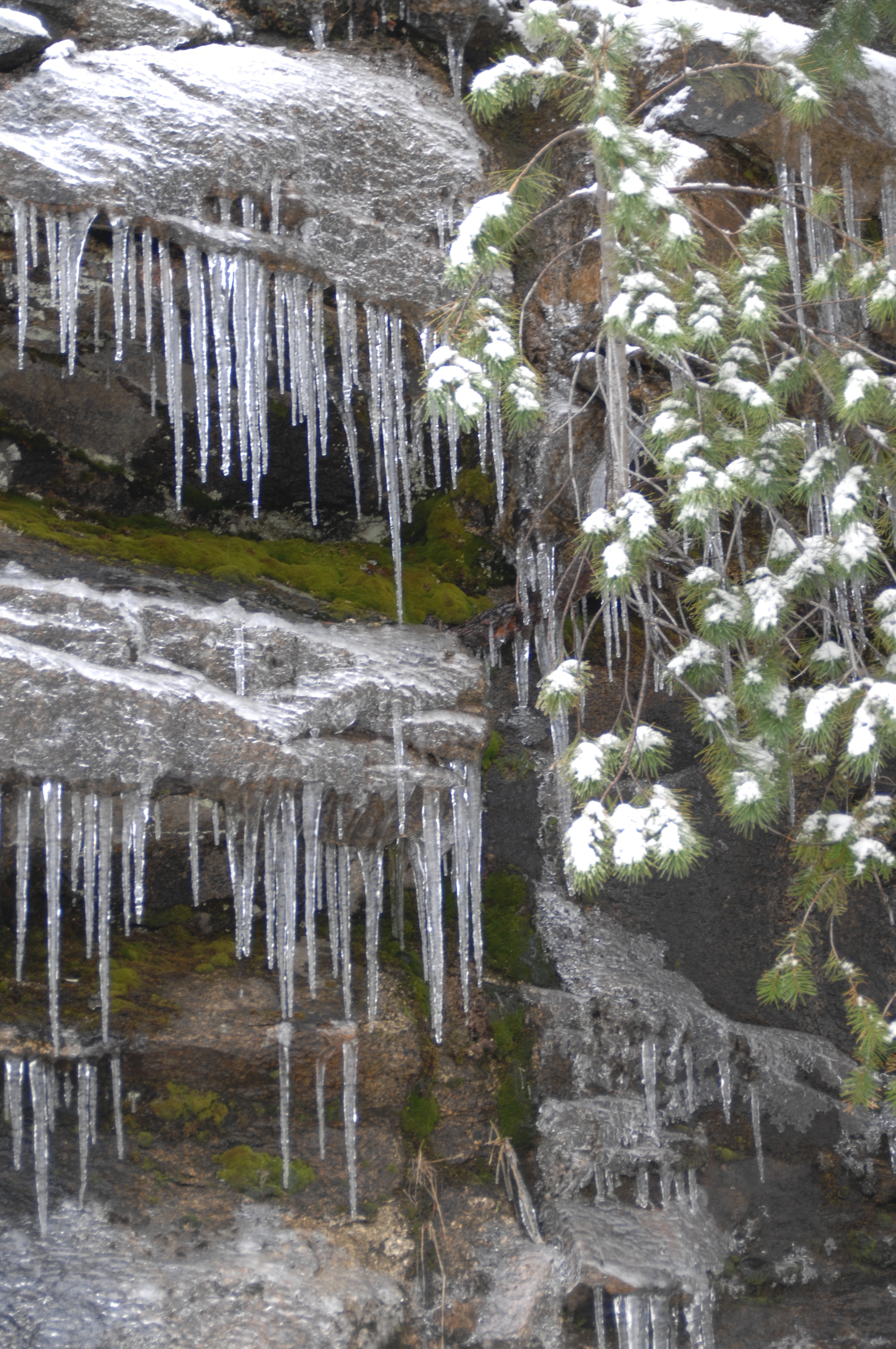 Yosemite Icicles | Shutterbug